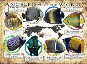 Prints: Angelfish of the World