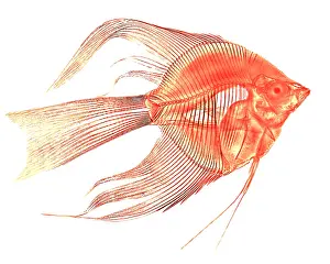 Angelfish Prints: Angelfish X-Ray