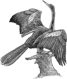 Perching Prints: Anhinga