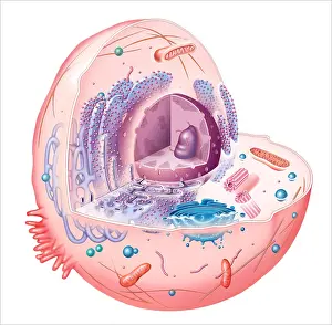 2004 Prints: Animal Cell