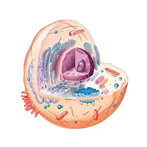 Diagram Prints: Animal Cell Illustration