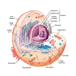 Diagram Prints: Animal Cell Illustration (Labeled)