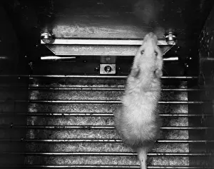 Rats Prints: Animal Testing, Aversion Research