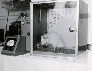 Rats Prints: Animal Testing, Behavioral Research