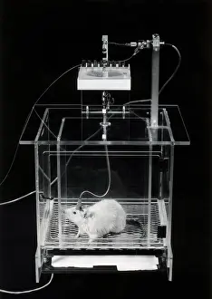 Rats Prints: Animal Testing, Involuntary Response Conditioning