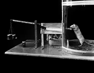 Rats Prints: Animal Testing, Lab Rat