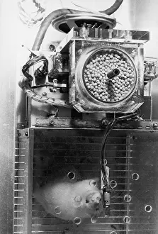 Rats Prints: Animal Testing, Lab Rat in Climate Chamber