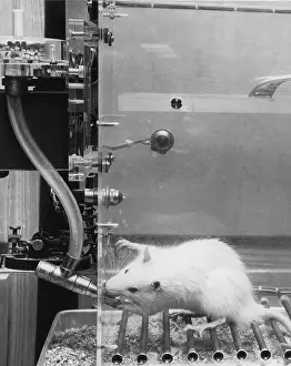 Rats Prints: Animal Testing, Lab Rat in Climate Chamber