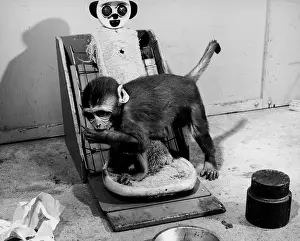 Cruelty Prints: Animal Testing, Maternal Deprivation