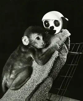 Best Sellers Part II Prints: Animal Testing, Maternal Deprivation