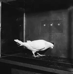 Chamber Prints: Animal Testing, Pigeon in Skinner Box