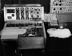 Albino Prints: Animal Testing, Rabbit Hooked to EEG