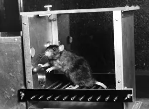 Rats Prints: Animal Testing, Rat in Skinner box