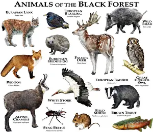 Beetle Prints: Animals of the Black Forest