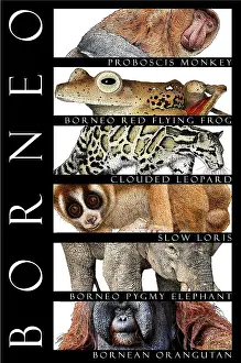 Cloud Prints: Animals of Borneo, Poster