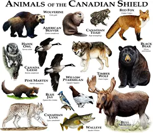Bear Prints: Animals of the Canadian Shield