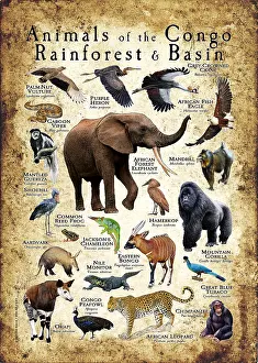 Leopard Prints: Animals of the Congo Rainforest and Basin