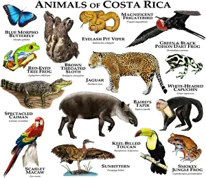 Poster Prints: Animals of Costa Rica