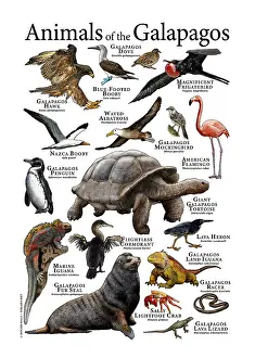 Tortoises Prints: Animals of The Galapagos