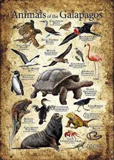 Tortoises Prints: Animals of The Galapagos