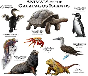 Best Sellers Part IV Prints: Animals of The Galapagos, Illustration of Tortoise