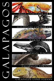 Tortoises Prints: Animals of the Galapagos, Poster