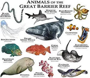 Dwarf Prints: Animals of the Great Barrier Reef