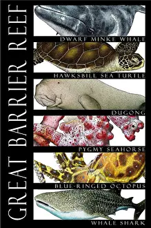 Turtle Prints: Animals of the Great Barrier Reef