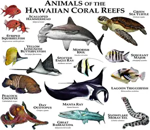 Spotted Prints: Animals of the Hawaiian Coral Reef
