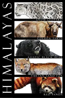 Bear Prints: Animals of the Himalayas, Poster