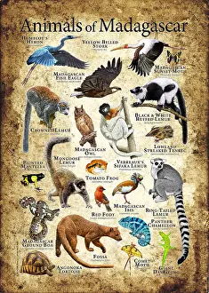 Animals of Madagascar
