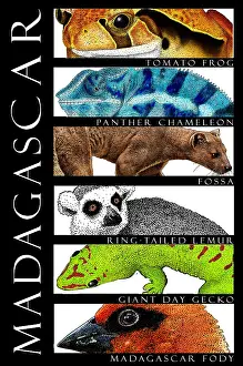 Chameleon Prints: Animals of Madagascar