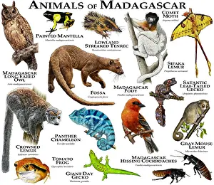 Chameleon Prints: Animals of Madagascar