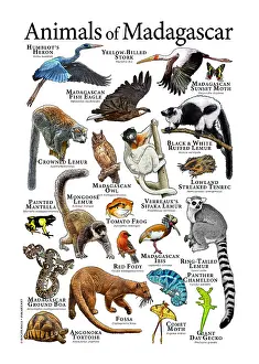 Painted Prints: Animals of Madagascar