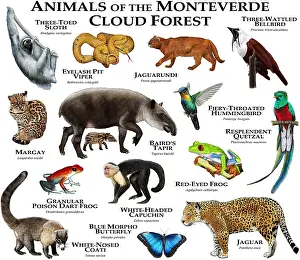 Headed Prints: Animals of the Monteverde Cloud Forest