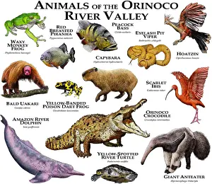 Eyelash Prints: Animals of the Orinoco River Valley