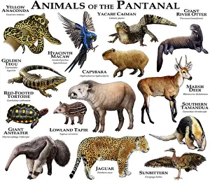 Tortoises Prints: Animals of the Pantanal