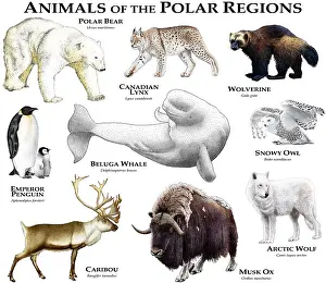 Poster Prints: Animals of the Polar Regions