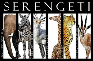 Plain Prints: Animals of the Serengeti, Poster