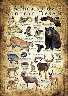 Bear Prints: Animals of the Sonoran Desert