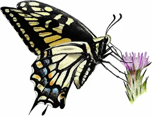 Insect Prints: Anise swallowtail butterfly