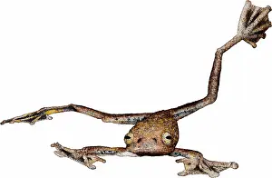 Flying Prints: Annam Flying Frog