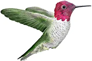 Birds Prints: Anna's Hummingbird