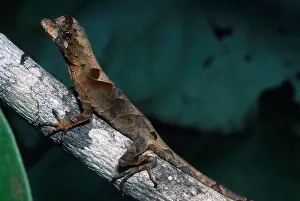 Lizards Prints: Anolis Lizard, Ecuador