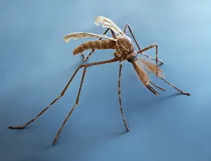 Mosquito Prints: Anopheles gambiae male 22x.tif