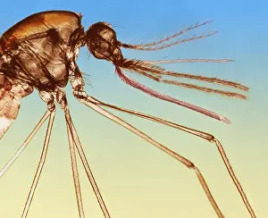 Details Prints: Anopheles Mosquito under a microscope