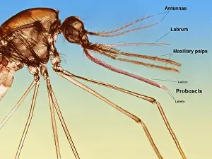 Details Prints: Anopheles Mosquito under a microscope