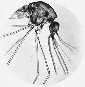 Anopheles Mosquito under a microscope