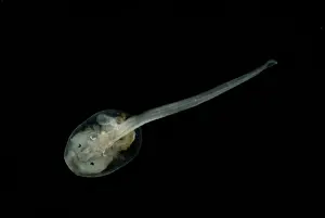 Eggs Prints: Anotheca spinosa tadpole
