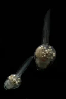 Eggs Prints: Anotheca spinosa tadpole